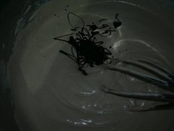 chocholate ice cream
